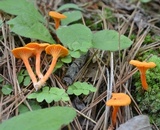 Cantharellus minor image
