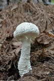 Amanita daucipes image