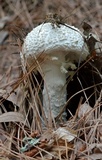 Amanita daucipes image
