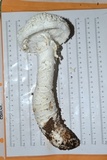 Amanita daucipes image