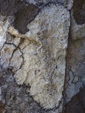 Buellia subdisciformis image