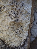 Buellia subdisciformis image