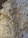 Buellia subdisciformis image