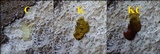 Buellia subdisciformis image