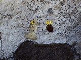 Buellia subdisciformis image