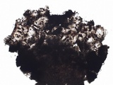 Buellia subdisciformis image