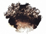 Buellia subdisciformis image