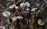 Gymnopus brassicolens var. brassicolens image