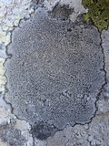 Buellia saxorum image
