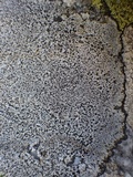 Buellia saxorum image