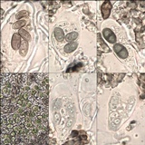 Buellia saxorum image