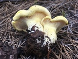 Cantharocybe gruberi image