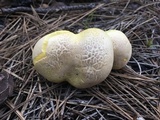 Cantharocybe gruberi image