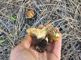 Cantharocybe gruberi image