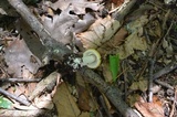 Amanita praecox image