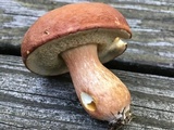 Xanthoconium purpureum image