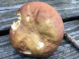 Xanthoconium purpureum image