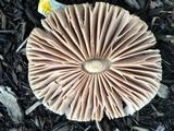 Pluteus petasatus image