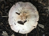 Pluteus petasatus image
