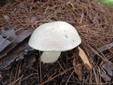 Tylopilus rhoadsiae image