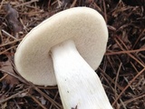 Tylopilus rhoadsiae image