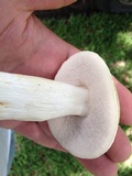 Tylopilus rhoadsiae image