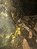 Tricholomopsis aurea image