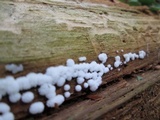 Ceratiomyxa fruticulosa var. fruticulosa image