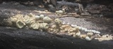 Lycogalopsis solmsii image