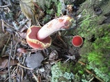 Chalciporus pseudorubinellus image