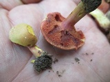 Chalciporus pseudorubinellus image