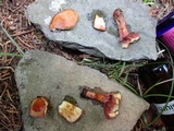 Chalciporus pseudorubinellus image