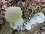 Fuligo candida image