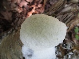 Fuligo candida image