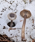 Pseudoomphalina angelesiana image