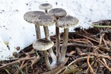 Pseudoomphalina angelesiana image