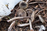 Pseudoomphalina angelesiana image