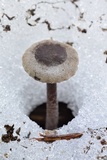 Pseudoomphalina angelesiana image
