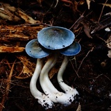 Cortinarius rotundisporus image