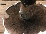 Agaricus bitorquis image