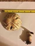 Agaricus bitorquis image