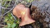 Tricholomopsis rutilans image