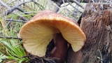 Tricholomopsis rutilans image