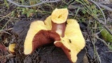 Tricholomopsis rutilans image