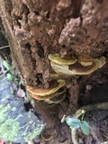 Phellinus gilvus image