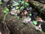 Xylaria cubensis image