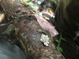 Xylaria cubensis image
