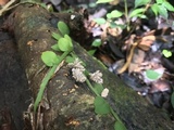 Xylaria cubensis image