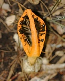 Pseudocolus fusiformis image