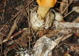 Pseudocolus fusiformis image